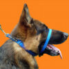 Canny Collar - Image 2